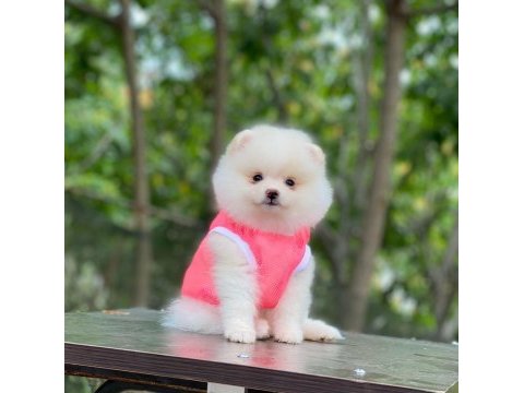Evlerinize getirecek pomeranian boo yavrularımız hazır