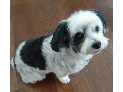 A kalite morkie yavrular