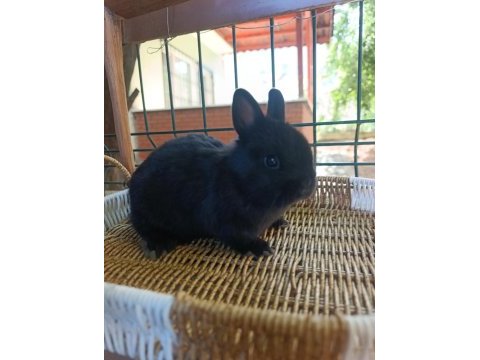 Hollanda mini lop ve hollanda cüce tavşan