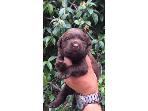 Labrador retriever yavrular