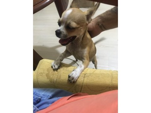Yavrularımız doğdu ve çok sağlıklı chihuahua