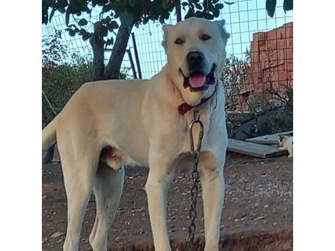 Safkan akbaş yavruları