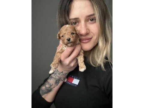 Toy poodle yavrular ruhsatlı üreticiden