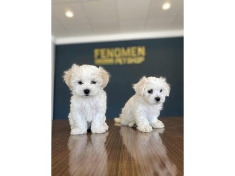 Gerçek maltese terrier arayanlara yeni yavrularımız 