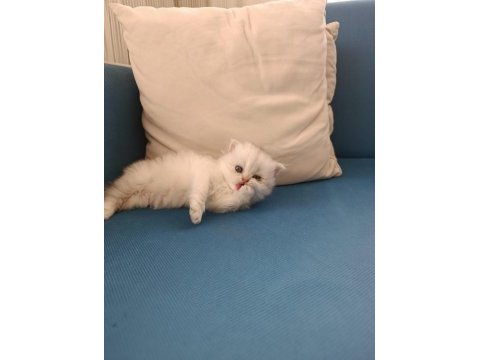 Silver british longhair şekerler