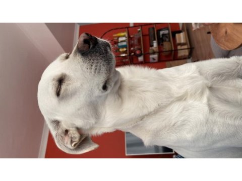 Köpeğimiz thor yuva arıyor