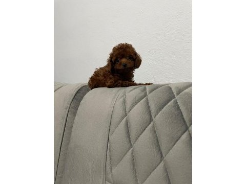Kore poodle ırkının en iyisi teacup