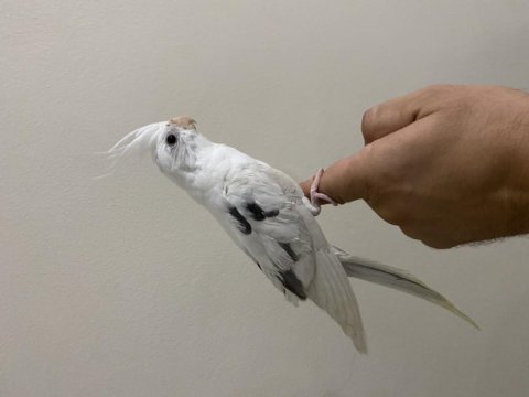 Heavy soyundan gelme el besleme sultan papağanı