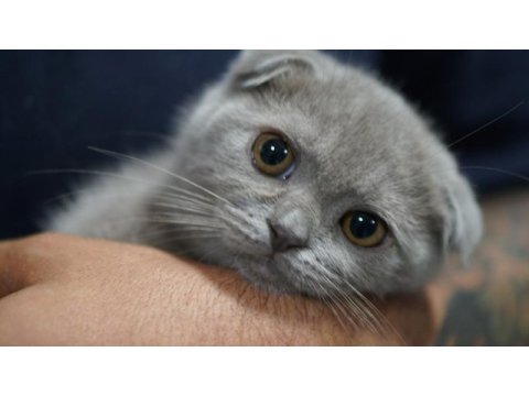 Veteriner kontrolünde sağlıklı scottish fold yavrular