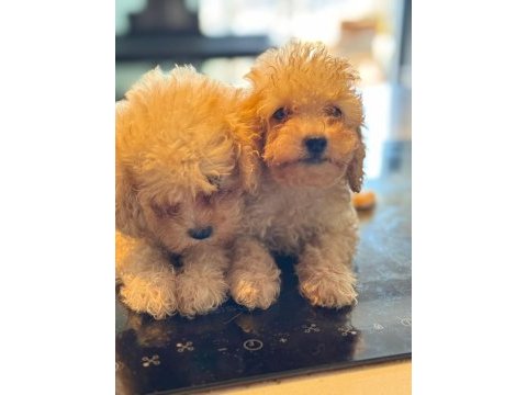 Toy poodle dişi