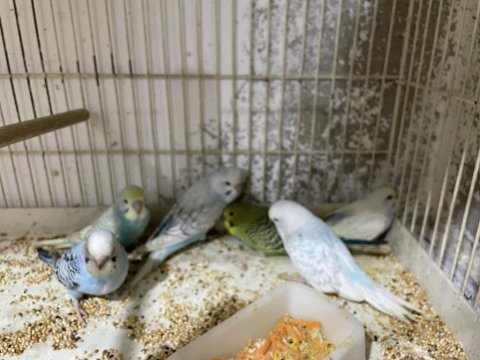 Yeni yeme düşen muhabbet kuşu yavrular ısırma bilmezler