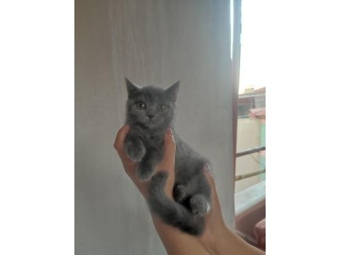 British shorthair yavrular uygun
