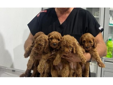 1.5-2 aylık poodle