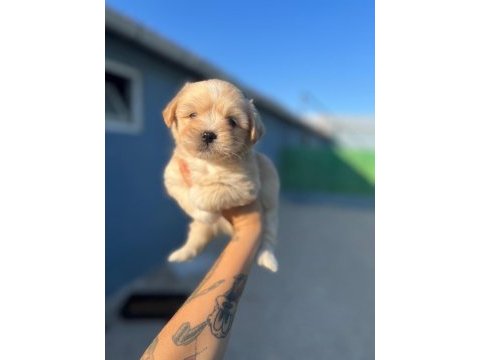 Maltipoo yavrular istenirse kapınıza teslim edilir