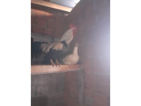 Kesimlik beslemelik köy horozu