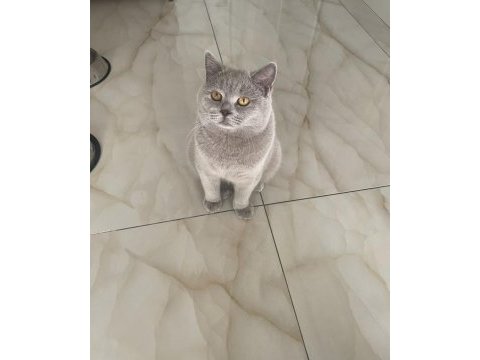 British shorthair kedimize dişi arıyoruz