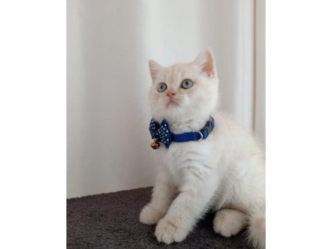 British shorthair red point kedimiz