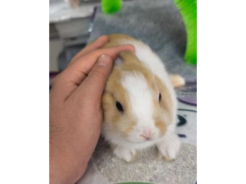 Cüce netherland dwarf yavrularımız