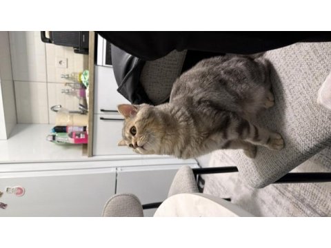 7 aylık british shorthair
