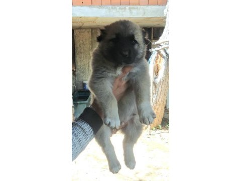 Dişi erkek 2 adet kangal köpeği