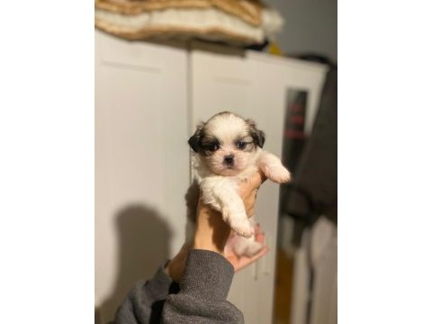 Safkan rengarenk shih tzu bebeklerimiz