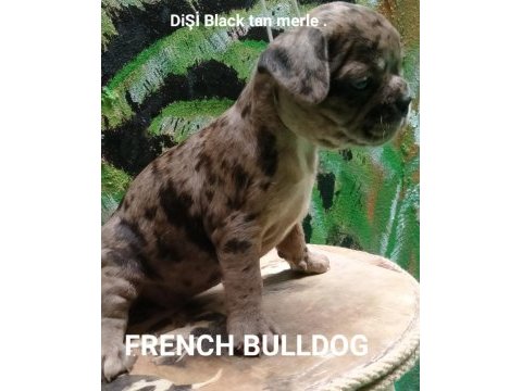 French bulldog secereli babadan erkek black tan merle