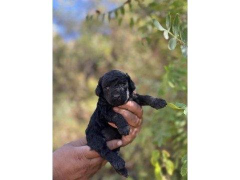 Toy poodle çok tatlı yavrularımız