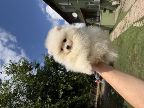 Kusursuz karbeyaz erkek pomeranian boo