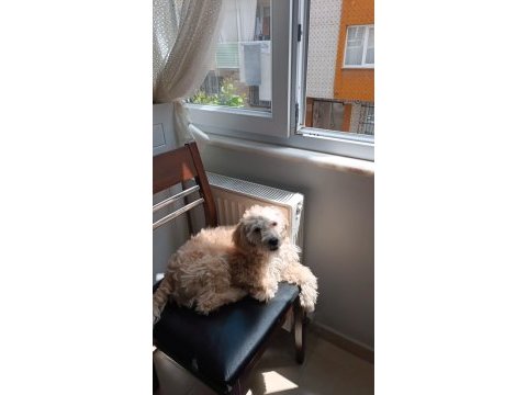 7 aylık maltipoo