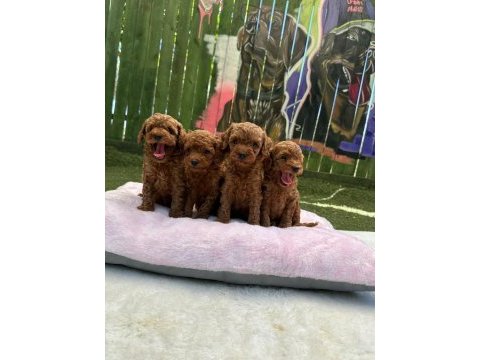 Güzellik abidesi poodle bebekleri
