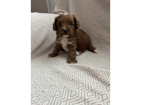 F2 maltipoo biraderler