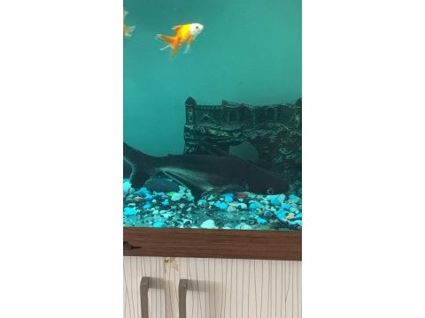 Sağlıklı pengasus köpek balığı