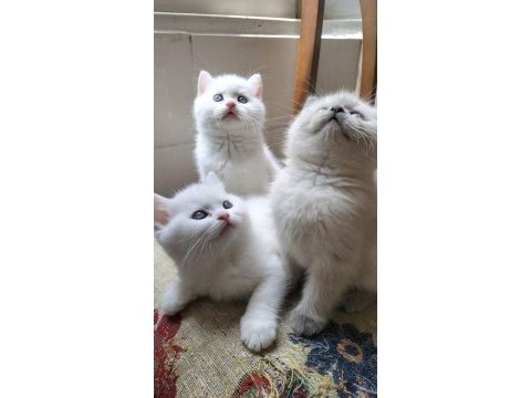 British shorthair ücretli