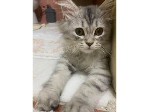 British longhair 4 aylık