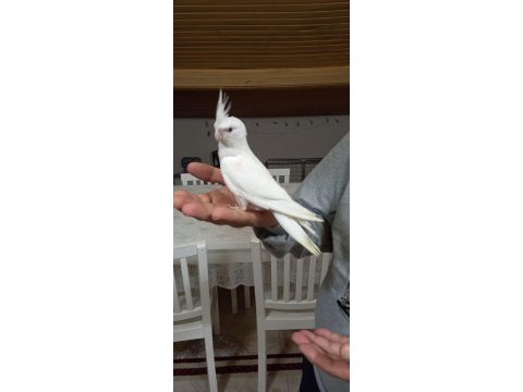 Sevimli kırmızı göz albino sultan papağanı yavrusu