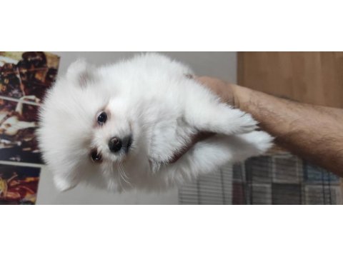 Ayıcık pomeranian yavrularımız teslime hazırdır