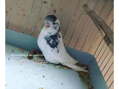 Ele gelen ısırmayan yavru kuşlar