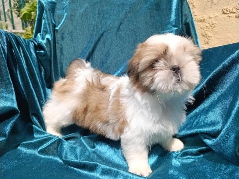 İyi aile olabileceklere özel shih tzu yavrular