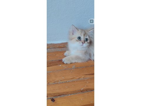 British longhair golden