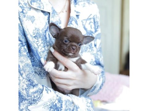 Eşsiz güzellikte safkan chihuahua yavrularımız