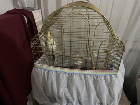 Sultan papağanı paşa