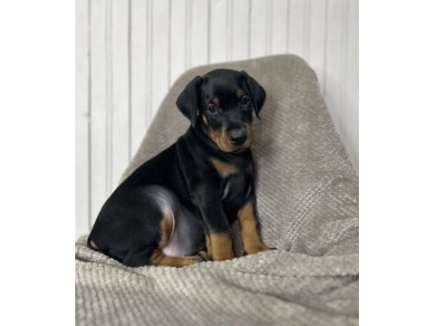 Asil görünümlü doberman yavruları