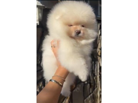 Türkiyenin show pomeranian bebekleri