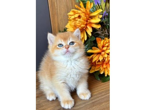 British shorthair golden ay11 ve cy12