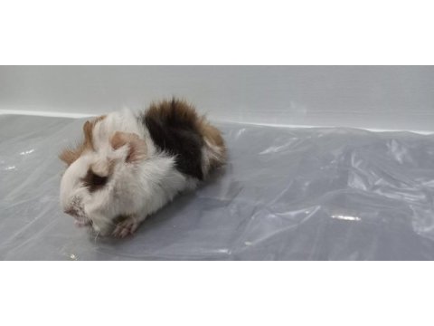 Guinea pig yavrular aynı gün set halinde teslim