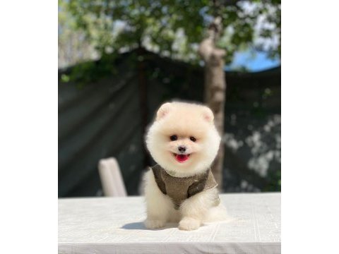 Yeni gelen sevimli pomeranian boo yavrular