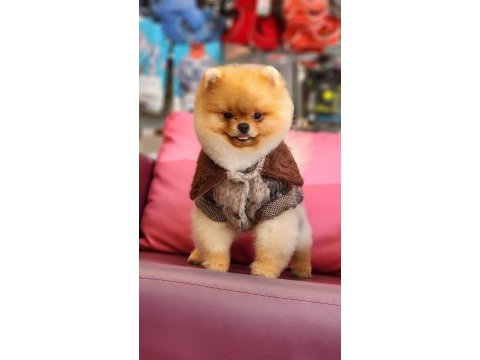 Orjinal ayı surat pomeranian boo
