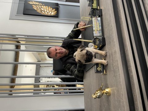 2 aylık pug gül kuyruk sıfır burun