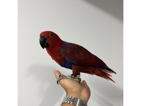 Eclectus papağanı yavru