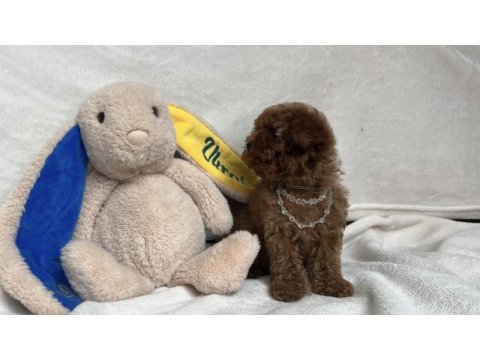 Teacup 2 karma aşılı poodle